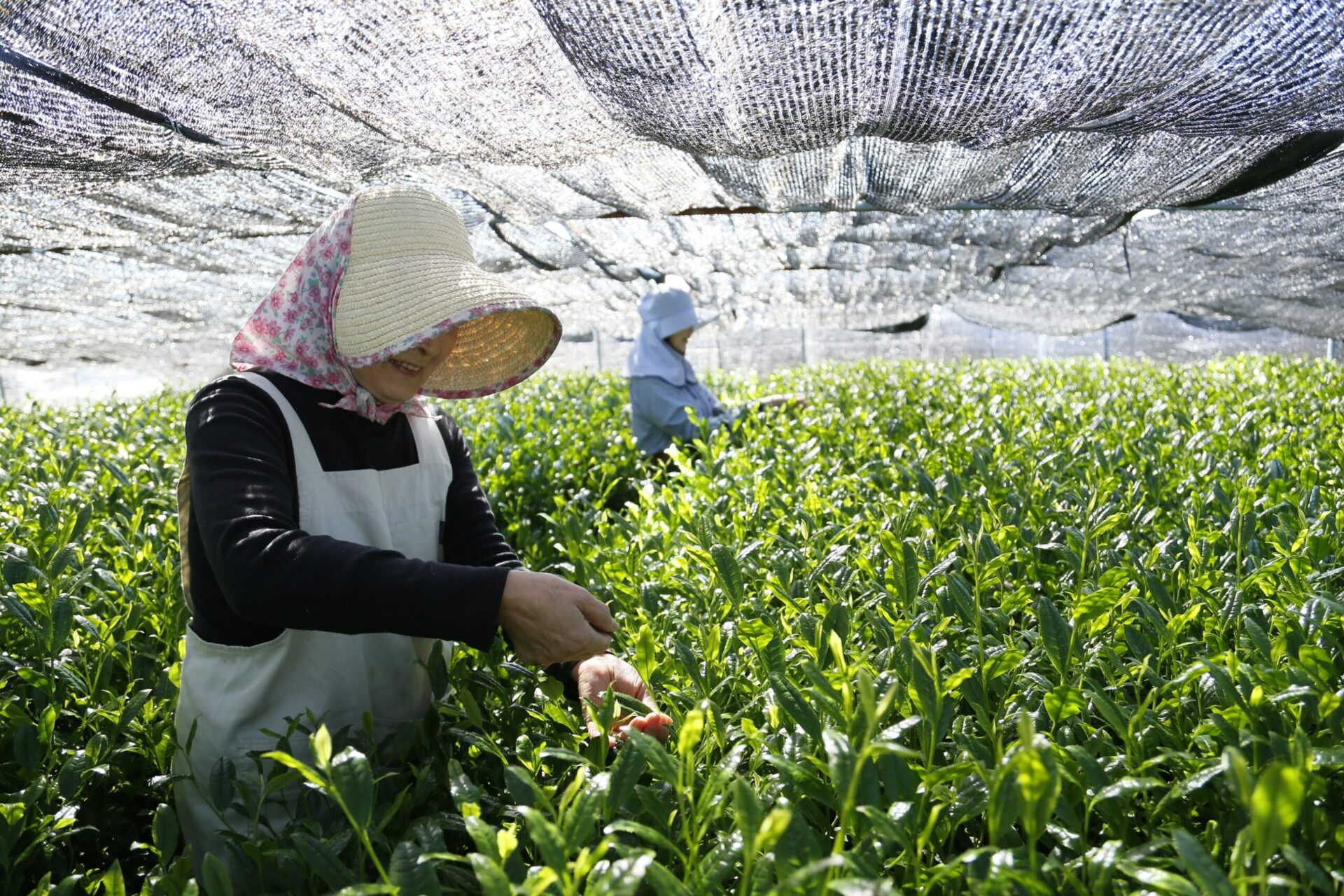 お茶農家